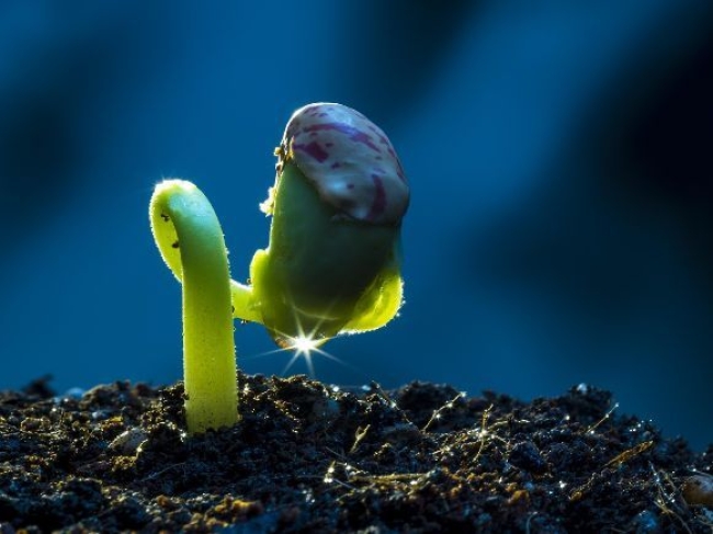 Starter Plan - 1 month