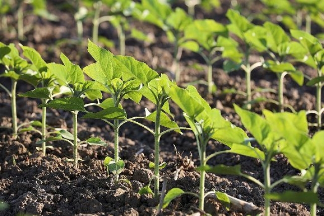 Standard Plan - 1 month